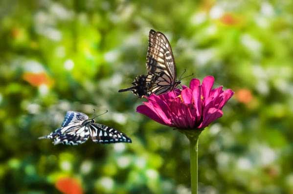 Two butterflies perched on a bright pink flower in a sunlit garden.
