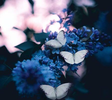 3 white butterflies on blue flowers