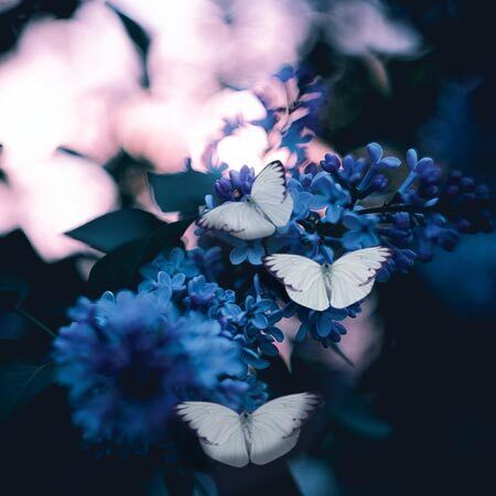 white butterflies with purple edges on wings surround by blue  flowers