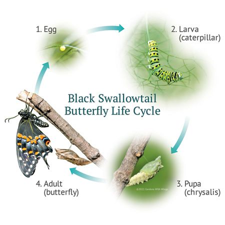 butterfly life cycle diagram