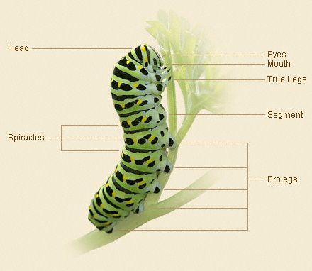 diagram of butterfly caterpillar body parts