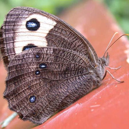 brown and yellow butterfly with black eyespots
