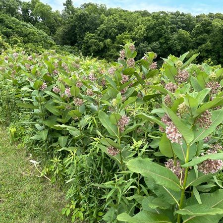 tall green plant with pink flowers