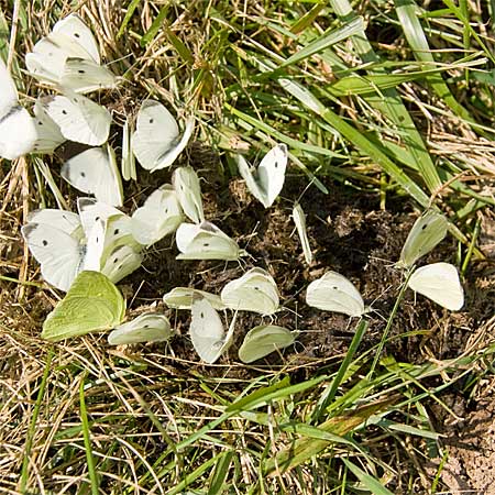 White Butterflies on Dung