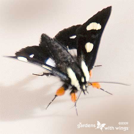 black moth with white dots and yellow legs