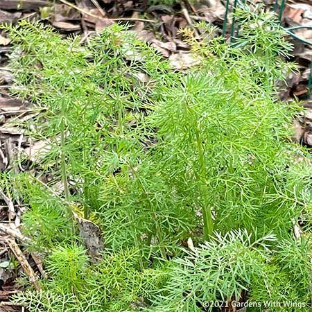 Fennel