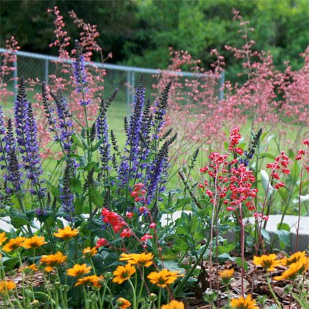 colorful flowers