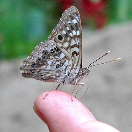 small grey butterfly with brown and white markings
