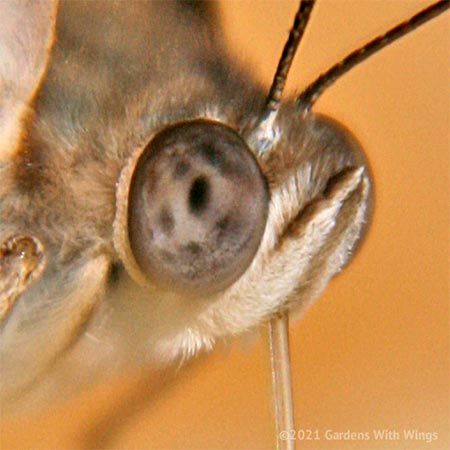 butterfly compound eye