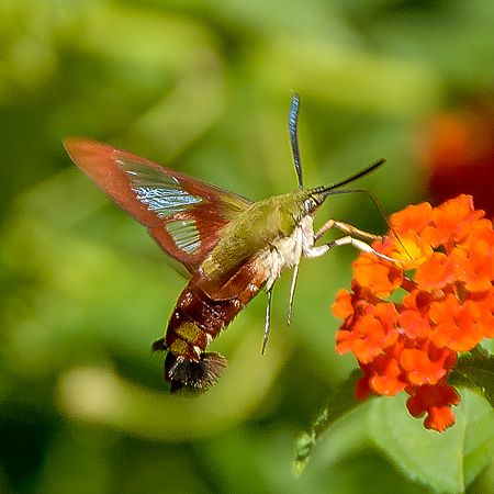 yellow and green moth