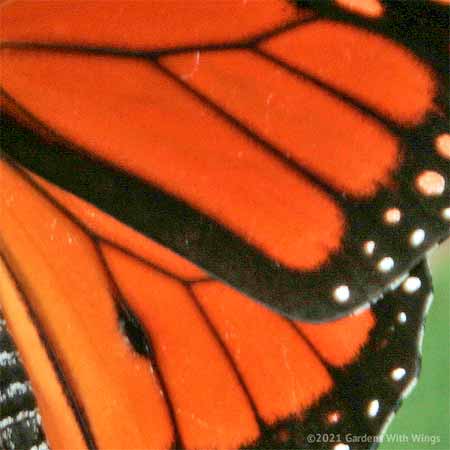 orange and black monarch wing with black spot on wings