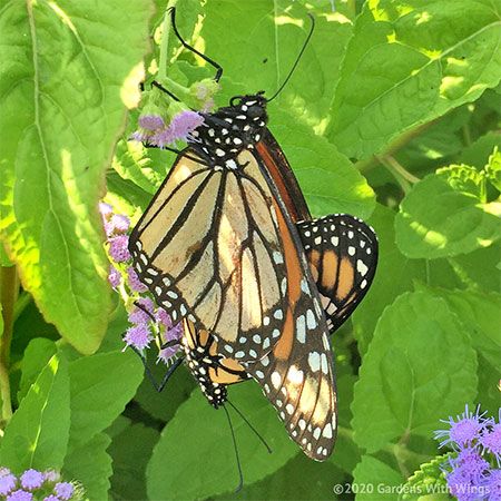 2 orange and black butterflies