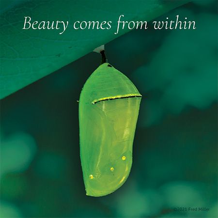 Beautify comes from within