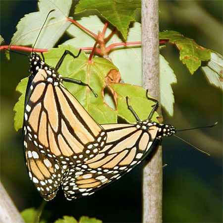 male and female butterfly mating