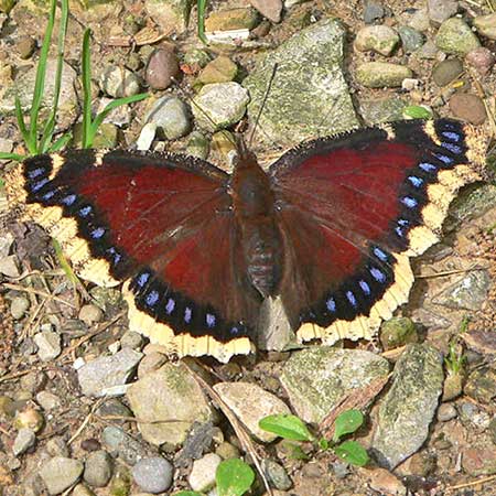 red butterfly with cream edges and blue dots