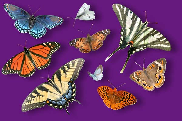 Lots of Butterflies on Purple Background