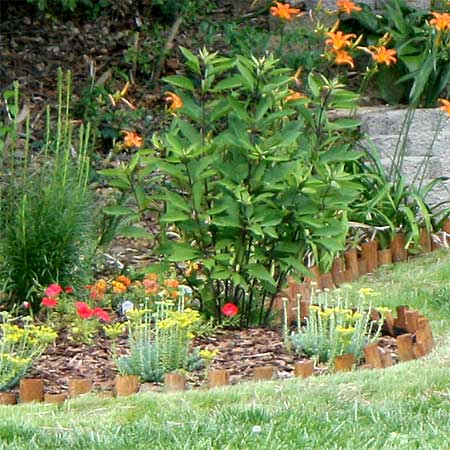 7 Tips for Making (or Improving) A School Butterfly Garden