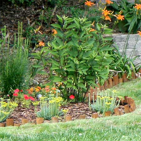 7 Tips for Making A School Butterfly Garden