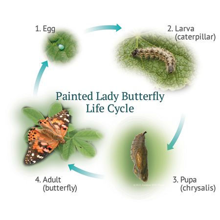 illustration of butterfly life cycle