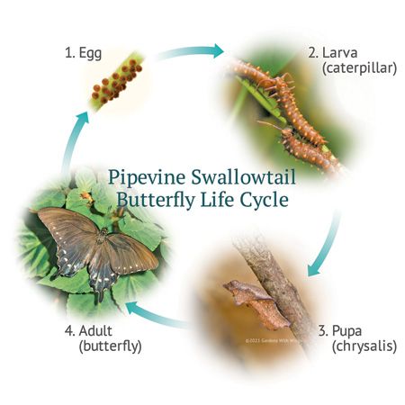 diagram of butterfly life cycle showing red eggs, brown larva, brown pupa, and black adult butterfly