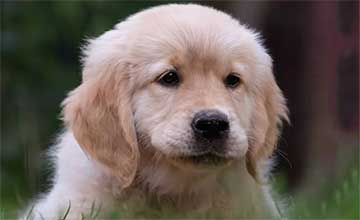 Puppy featured | Gardens with Wings The Ultimate Pet Care Checklist for First-Time Owners