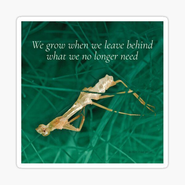 Praying Mantis Exoskeleton Art Work