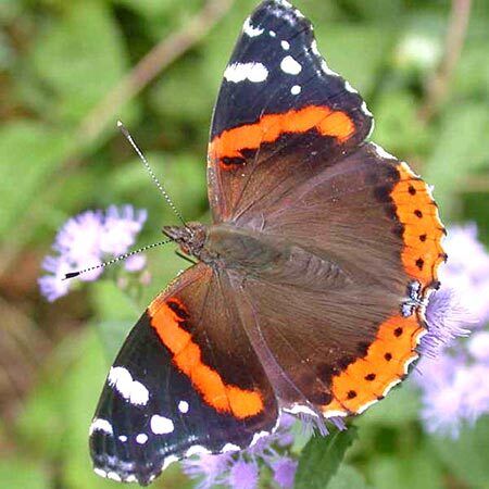 brown butterfly with orange stripes and white dots