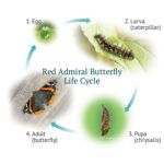 Four Stages of a Butterfly Life Cycle