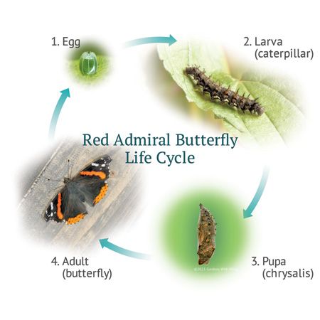 4 stages of butterfly life cycle - egg, caterpillar, chrysalis, adult butterfly