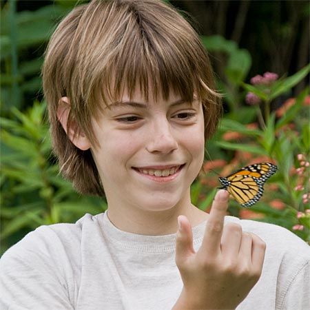 For Teachers & Students: 5 Useful Resources To Study Butterflies