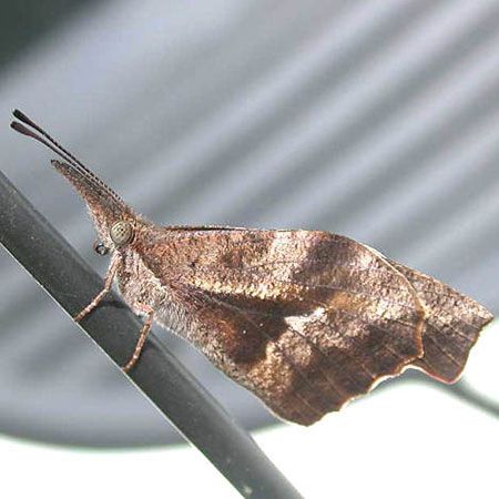 tan and white butterfly with beak-like snout