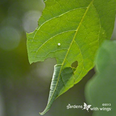 folded green leaf for caterpillar to hide