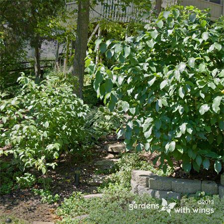 green bush for butterflies