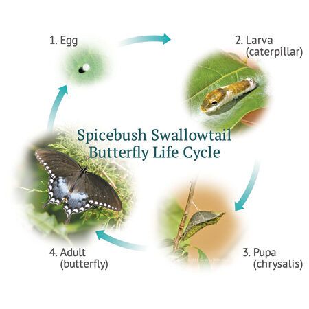 Diagrams Of Butterfly Life Cycle | Gardens with Wings