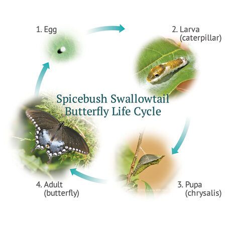 Diagrams Of Butterfly Life Cycle | Gardens with Wings Diagrams Of Butterfly Life Cycle | Gardens with Wings