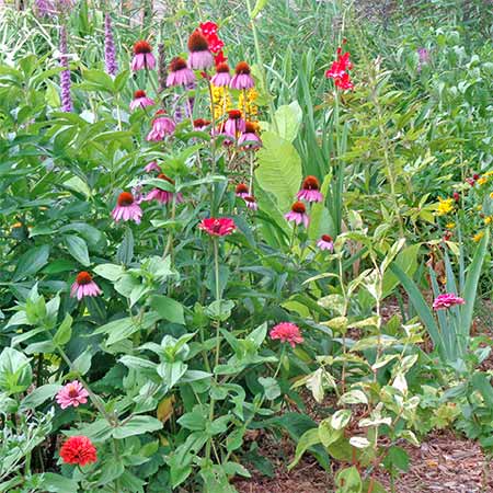 coneflowers and zinnia flowers
