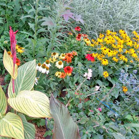 white, pink, and orange flowers