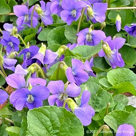 small purple vflowers for attracting butterfly</a>