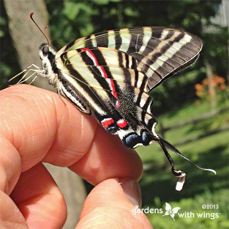 butterfly with black, white and red stripes resting on finger