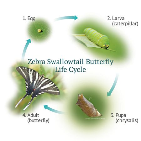 Zebra Swallowtail Life Cycle | Gardens with Wings butterfly life cycle illustration of black and white butterfly, egg, larva, and pupa
