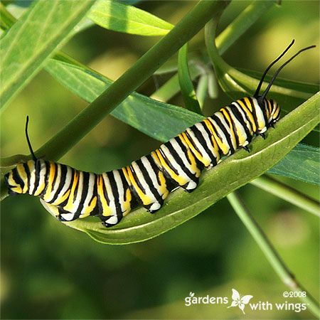 green caterpillar with black and yellow stripes resting on leaf