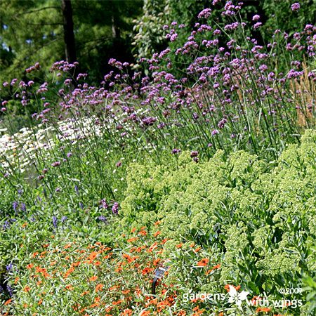 coneflowers and zinnia flowers