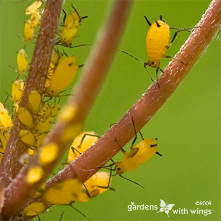 a0907Aphidsde | Gardens with Wings yellow pear shaped body insects