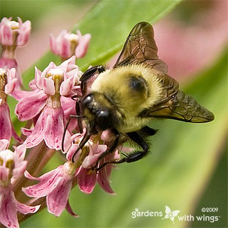 yellow and black bee