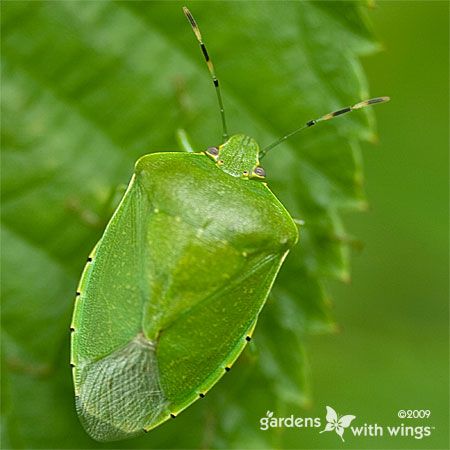 green bug that stinks