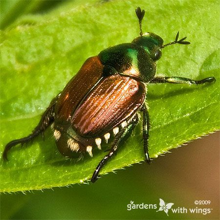 cooper - green bug