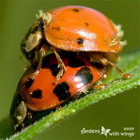 two small red bug with black dots