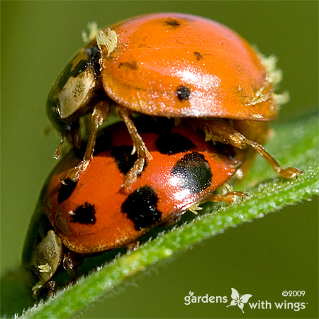 ladybugs mating