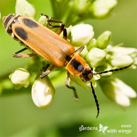 orange and black long body insect