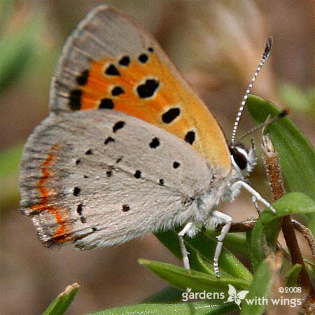 Orange and Gray Wings with Black Spots